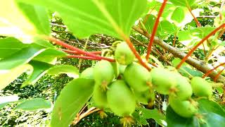 Actinidia arguta [upl. by Eineg]