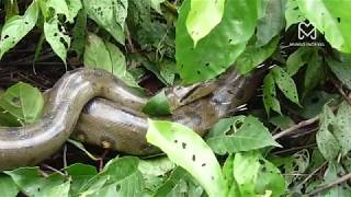 Gorilla Fight With Python  Wild Animals Attacks 2018  Animal Discovery [upl. by Nalek]