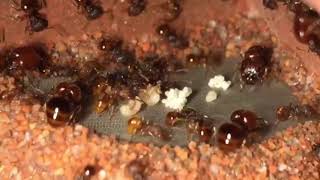 Acanthomyrmex glabfemoralis colony with fig seeds bread [upl. by Hoashis474]