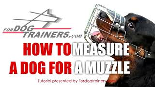 How to Measure Your Dog for a Muzzle Tutorial [upl. by Hna]