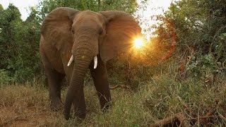 Report Says African Elephants Are Being Poached At An Alarming Rate  Newsy [upl. by Benetta322]