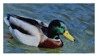 DUCK SHOUTED  CRI DES CANARDS [upl. by Llemart]