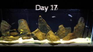 African Cichlid Algae Progress 2 Months [upl. by Ileek]