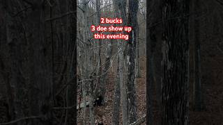 Two bucks and 3 doe show up while bow hunting public land hunting publiclandhunting bowhunt [upl. by Dorion639]