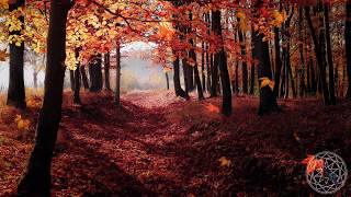 Calm Autumn 1Hr Ambient Nature Sounds Crackling Fire Wind Owls Loons Crickets AntiAnxiety Aid [upl. by Lokim]