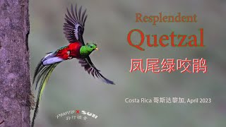 凤尾绿咬鹃，Resplendent Quetzal 哥斯达黎加，Costa Rica2023 [upl. by Ashatan]