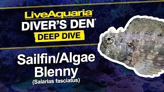 LiveAquaria® Diver’s Den® Deep Dive Sailfin Algae Blenny Salarias fasciatus [upl. by Gnof]