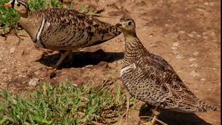 the sandgrouse call [upl. by Wendelina]