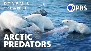 Polar Bear Hunting Behavior as a Barometer of Climate Change Adaptation  Dynamic Planet [upl. by Dick]