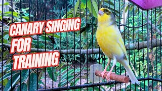 The Most Beautiful Birdsongs  Canary Singing In The Morning [upl. by Hurd]