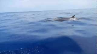 Blainvilles Beaked Whale [upl. by Acemaj135]