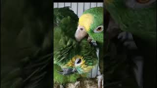 My Amazon parrots Snuggling amazonparrots lovebirds [upl. by Odrarej]