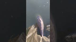 Big Carp release Subscribe amp Like plzzz [upl. by Guria]