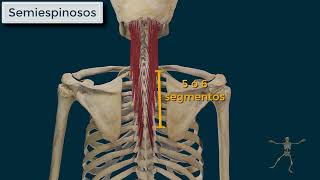 Músculos Paravertebrales o Transversoespinosos [upl. by Schaab217]