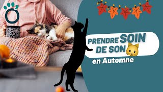 Ayez ces réflexes en AUTOMNE pour votre CHAT [upl. by Thistle8]