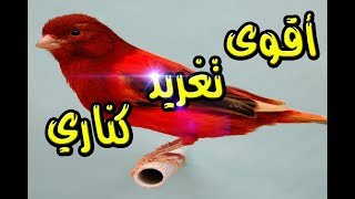 أقوى تغريد كناري للتدريب Canary Song For Training [upl. by Ecnarf]