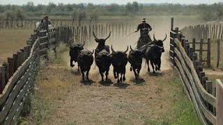 Caractères de Camargue • FRANCE 24 [upl. by Ytirehc]