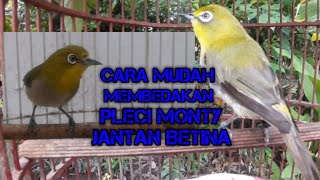 CARA MUDAH MEMBEDAKAN PLECI MONTY JANTAN DAN BETINA [upl. by Deraj]