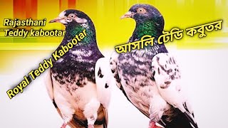 Beautiful Teddy Pigeon  Royal Teddy Kabootar  আসলি টেডি কবুতর sopipigeon5644 [upl. by Einnoc]