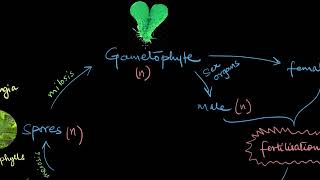 Pteridophytes  Plant Kingdom  Biology  Khan Academy [upl. by Hightower639]