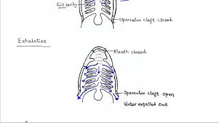 Gasesous Exchange in Bony Fish [upl. by Goodard552]