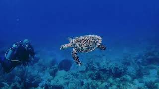 Barbados Dive with Seahorse Divers 1 [upl. by Mercedes]