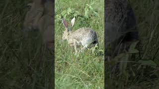 Blacktailed Jackrabbit eats and moves around in grass [upl. by Elleraj503]