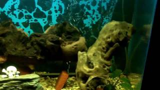 Mopani Wood in a Freshwater Aquarium [upl. by Aiki]