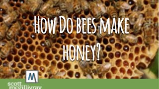 How Do Bees Make Honey [upl. by Schouten]