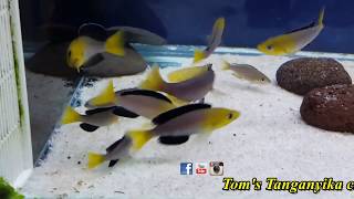 Cyprichromis leptosoma yellow head Kekese F1WC spawning [upl. by Enyrehtak]