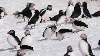 Biotope vlog Hornøya 24hour birding w Lila March 2016 © Amundsen [upl. by Ocir]