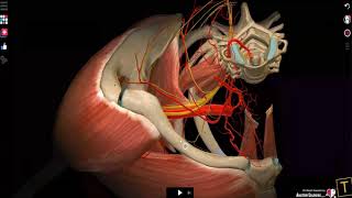 Anterior Suprascapular nerve block [upl. by Amer441]