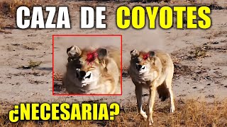 Extreme Hunting 120 Coyotes in a Single Day  Control or Excess [upl. by Cappella]