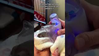 Girl rescued a food poisoned squirrel and adopted it rescueanimals pets animalrescue rescue [upl. by Aremat]