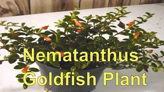 Nematanthus Goldfish Plant Goldfish Plant Cuttings [upl. by Angeli]