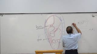 Anatomy  The peritoneum  ProfWagih [upl. by Ttesil]