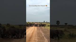 Wildlife Safaris Uganda  Elephants [upl. by Oretos46]