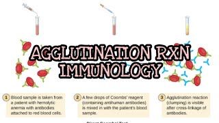 Agglutination Reaction Immunology [upl. by Filberte]