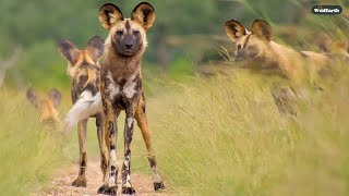 Crazy canine caper  SafariLIVE Sunset  04 December 2024 [upl. by Tullusus]