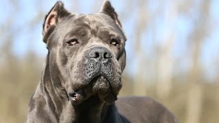 Cane Corso [upl. by Hoy584]