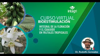 Curso Bioestimulación de la Floración y el Cuajado en Frutales TropicalesDr Rodolfo Gonzales Bante [upl. by Edals740]