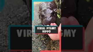 The Adorable Pygmy Hippo Taking Over the Internet 🦛✨ Moo Deng shorts moodeng animals pet zoo [upl. by Ainoet]