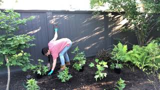 Planting delphiniums [upl. by Warms]