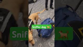 sniffer 🐕 police dog auckland airport 🛫 tight security 😇😎 [upl. by Caz]