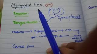 HYPOGLOSSAL NERVE easy explanation [upl. by Ellie]