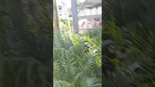 HOME DEPOT 2707 S Towne Ave Pomona CA Pt8 PLANT SALE plants gardening garden save thrifting [upl. by Naitsirc]