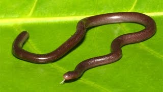 New Snake Brahminy Blind Snake [upl. by Reffinnej]