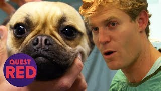 Can Dr Chris Brown Save This Pregnant Pugs Litter  Bondi Vet [upl. by Nirtak399]