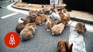 The Mystery of Rabbit Island [upl. by Laise350]