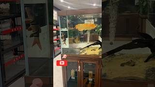 Arowana Fish arowanarare arowanaarowana fish breedingarowana careshorts fish birdsshortvideo [upl. by Lodnar]